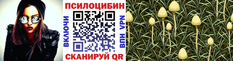 Псилоцибиновые грибы Psilocybe  Бердск 